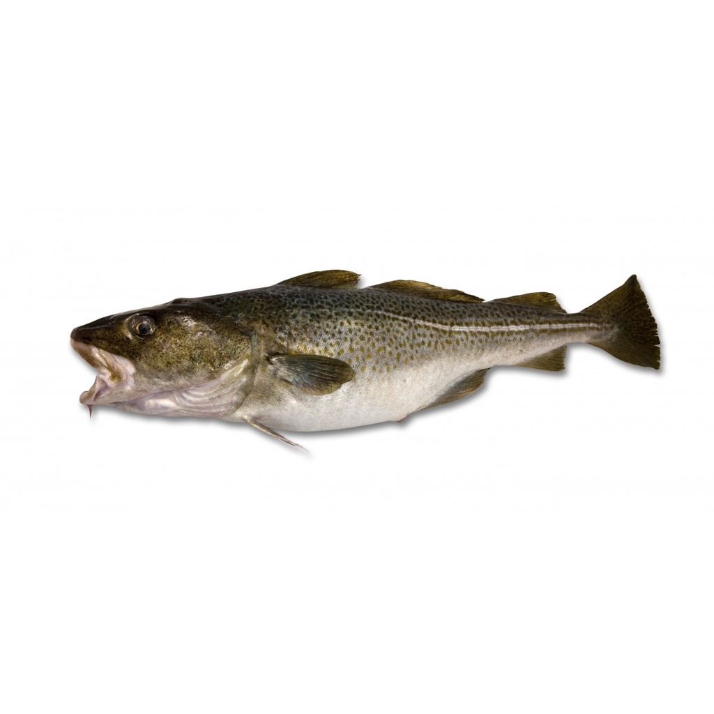 FILET DE CABILLAUD MOY