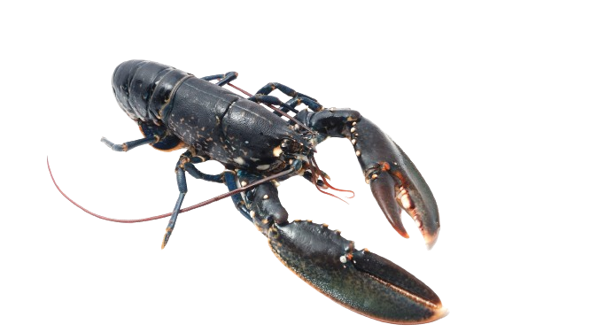 Homard européen 8/1000