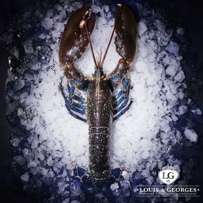 HOMARD EUROPEEN 6/800