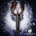 [HOM EUROP 3] HOMARD EUROPEEN 6/800