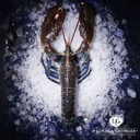 [HOM EUROP 4] HOMARD EUROPEEN 4/600