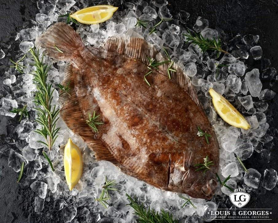 LIMANDE SOLE PAC 4/600