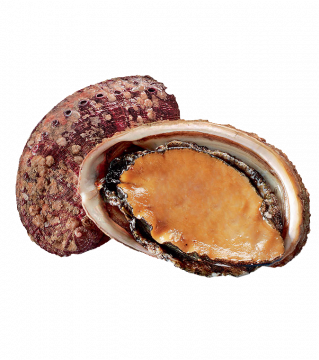 ORMEAUX BRETAGNE