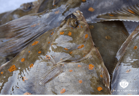 PLIE 8/1000 PT.BATEAU