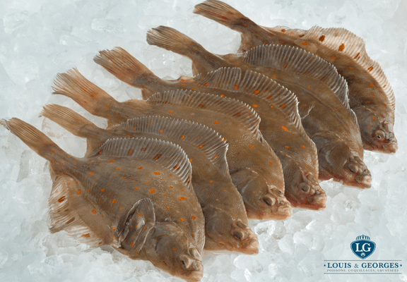 PLIE 6/800 PT.BATEAU