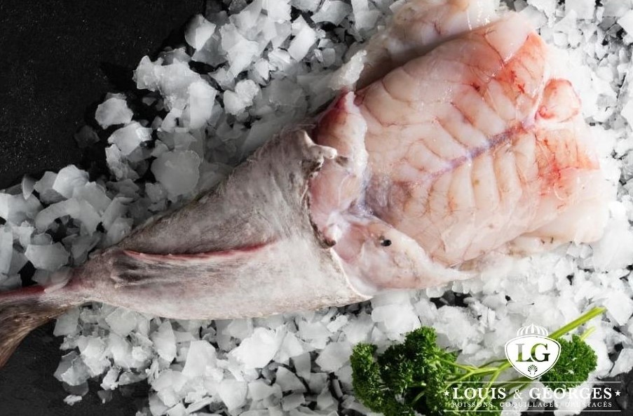 QUEUE DE LOTTE 2/4 EXTRA