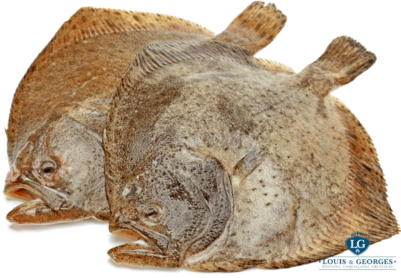 TURBOT +6KG