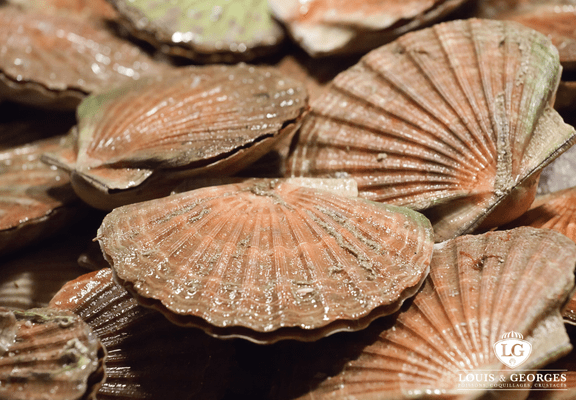 COQUILLE ST JACQUES