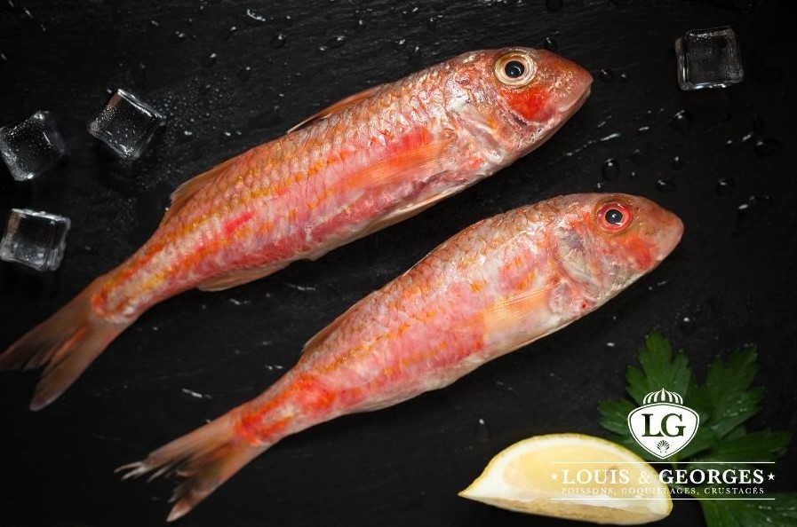 ROUGET BARBET 3/500 P/FILET