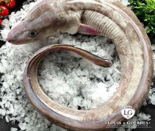 [CONGRE T1] CONGRE +7KG