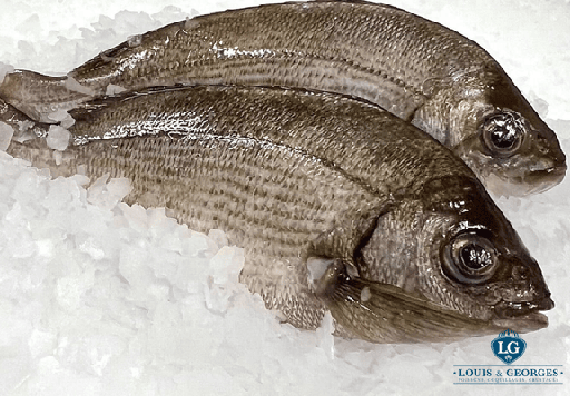 [DORADE T2] DORADE GRISE 5/800