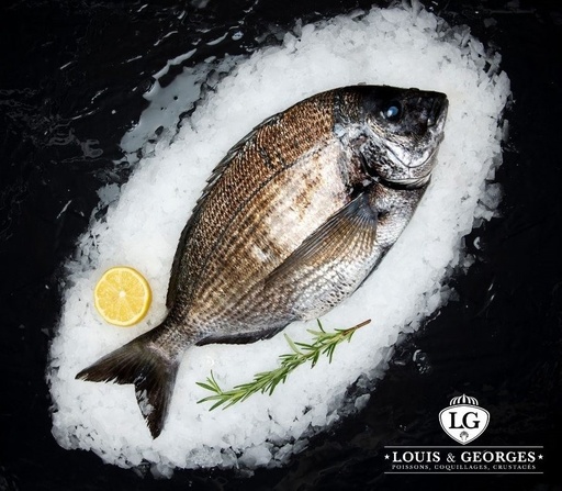 [DORADEL T2] DORADE GRISE LIGNE 5/800