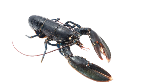 [HOM CANADA  8/1] Homard Européen 8/1000