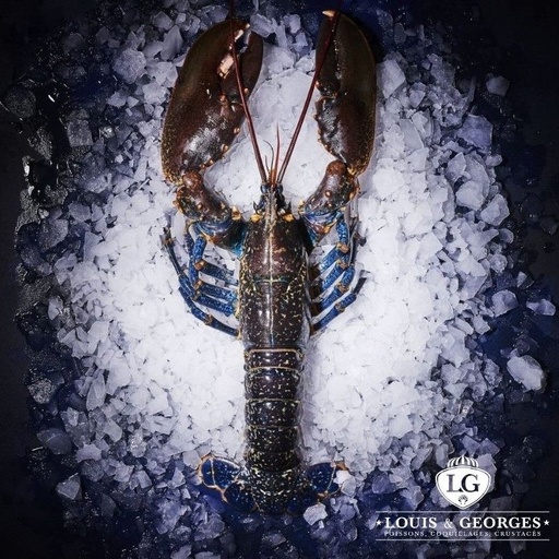 [HOM EUROP 4] HOMARD EUROPEEN 4/600