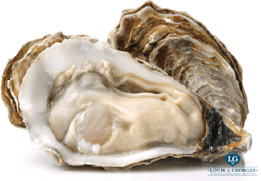 [HUITRE 48 N°3] HUITRES N°3 LA PAIMPOLAISE DU LARGE