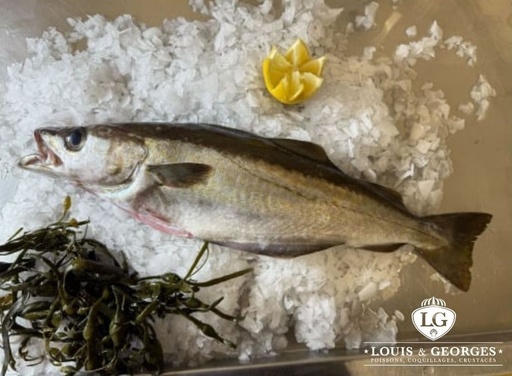 [LIEU J DKV T1] LIEU JAUNE DKV +4KG