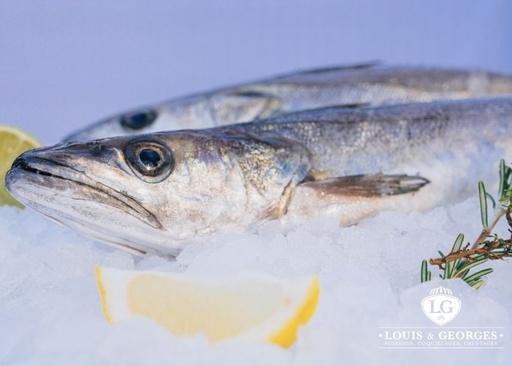 [MERLU T22] MERLU 1.2/1.8KG