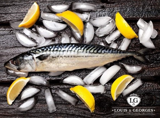 [MQX COTIER] MAQUEREAUX 