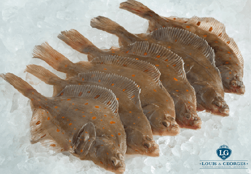 [PLIE T2] PLIE 6/800 PT.BATEAU