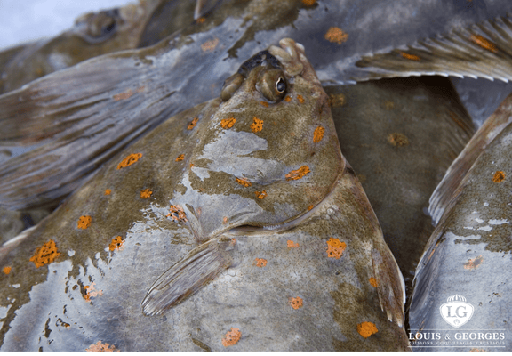 [PLIE T5] PLIE 3/400 PT.BATEAU