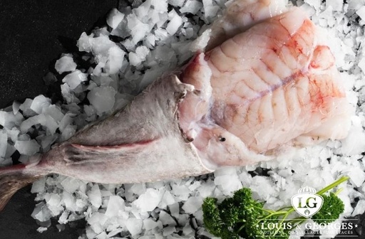 [QLOT T2] QUEUE DE LOTTE 2/4 EXTRA